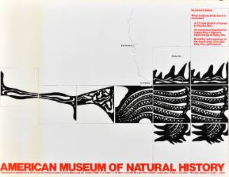 American Museum of Natural History/Elongatomus