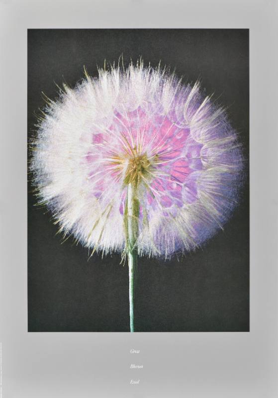 A poster of a fluffly white flower