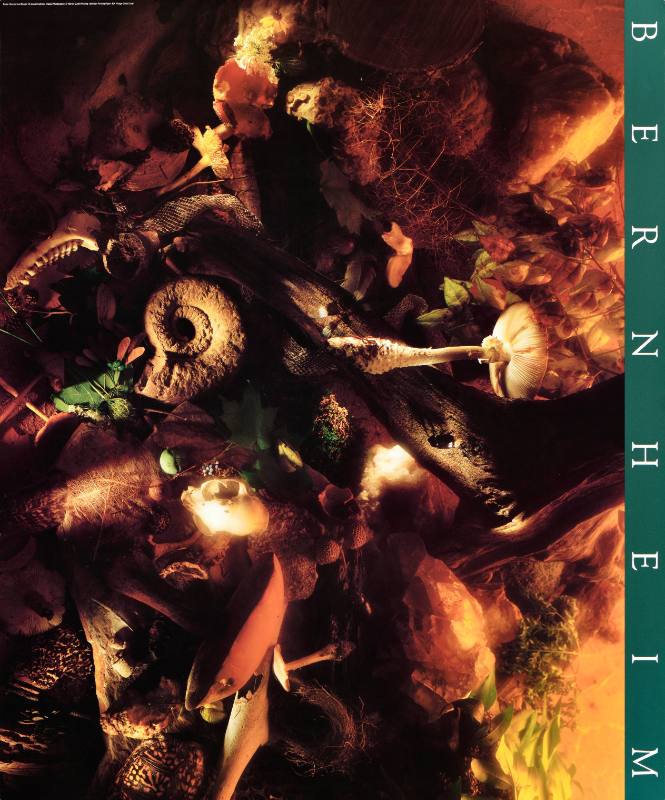 A poster of mushrooms on a forest floor