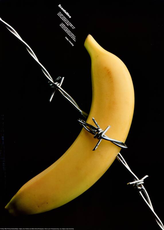 A poster of a banana severed by barbed wire