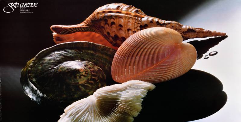 A poster of seashells on a black background
